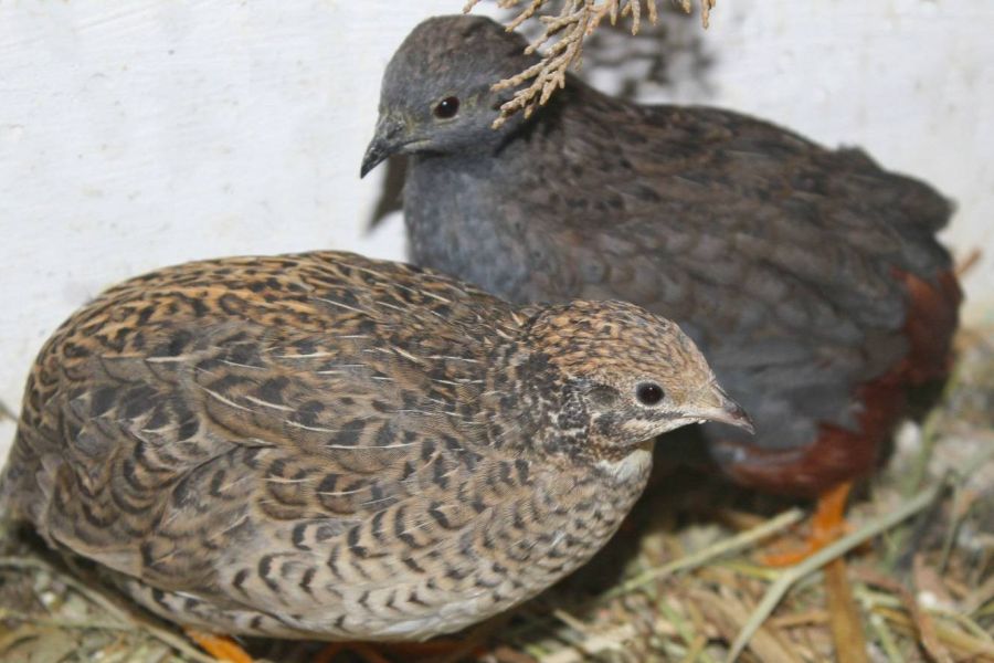 Chinesische Zwergwachteln - Bild 1