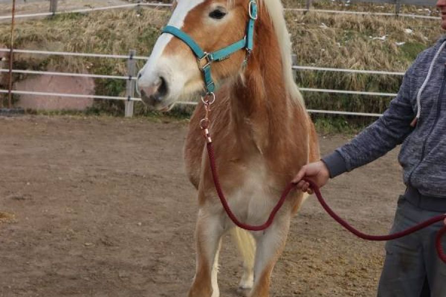Verkaufe  2,5 Jährige Haflinger Stute - Bild 2
