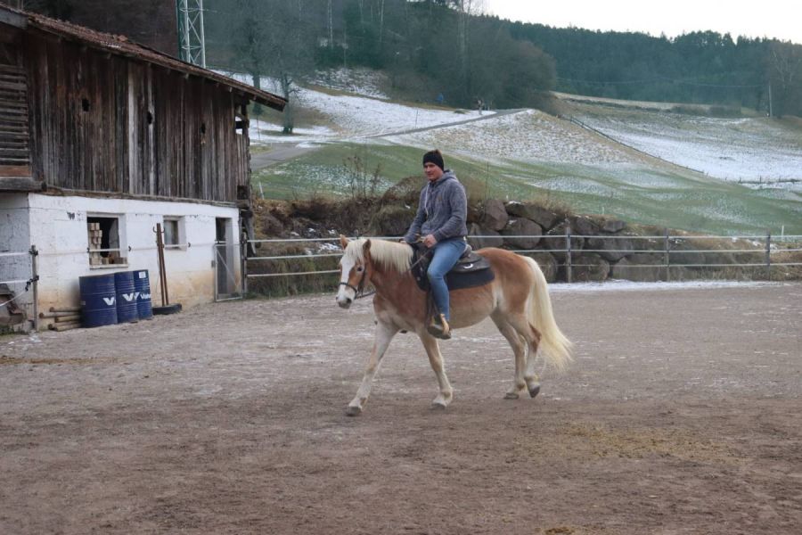 Verkaufe  2,5 Jährige Haflinger Stute - Bild 4