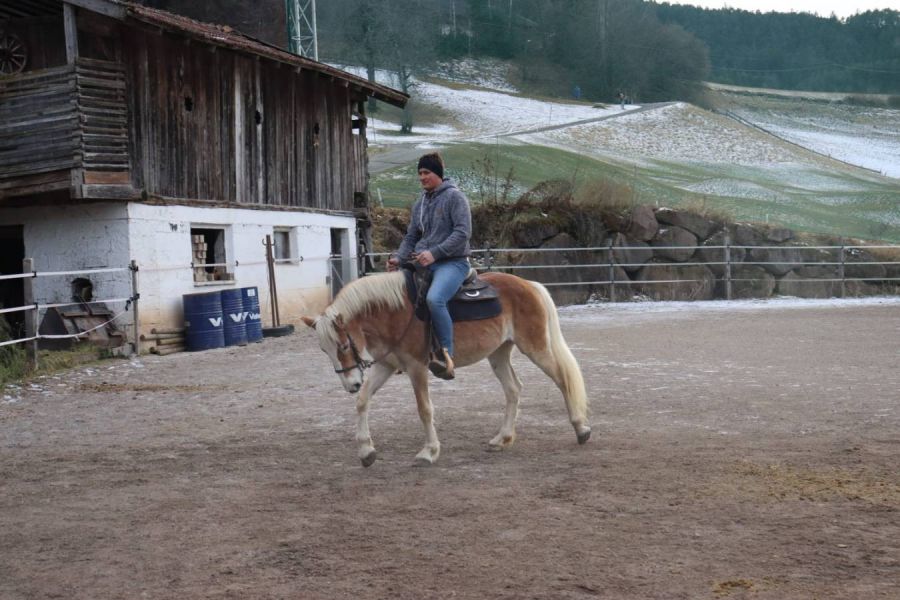 Verkaufe  2,5 Jährige Haflinger Stute - Bild 5