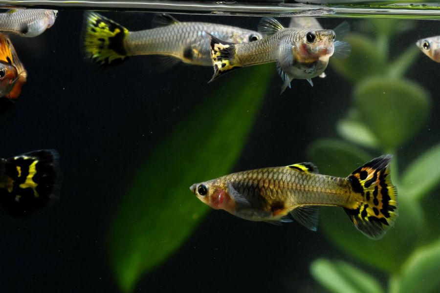 Verkaufe Guppy's - Bild 1