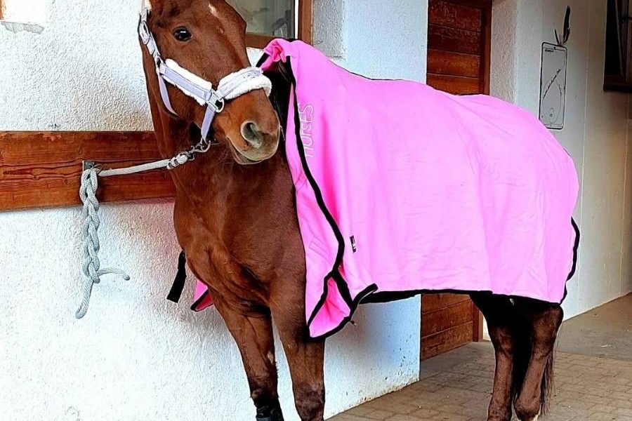 Suche Reitbeteiligung - Bild 3