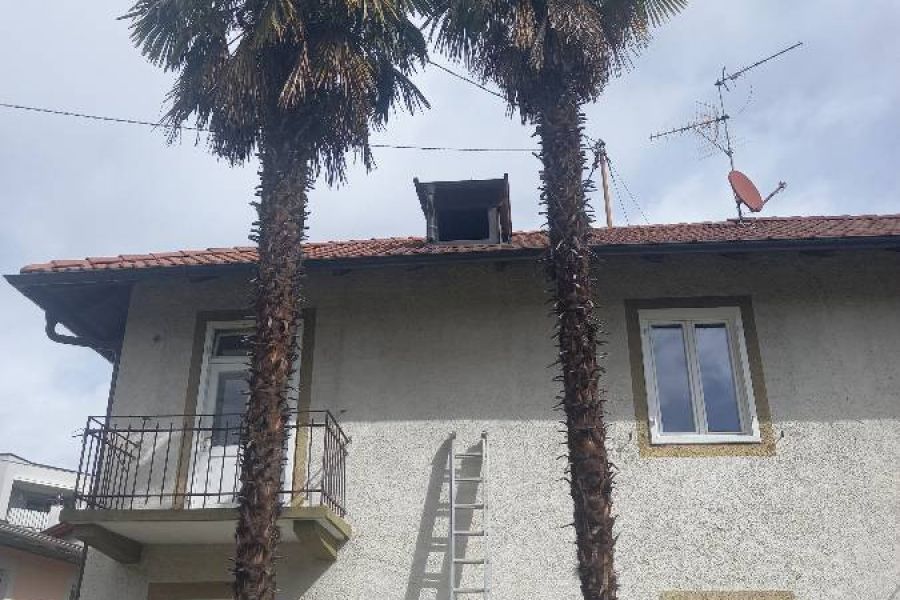 Große Palmen zu verkaufen - Bild 2