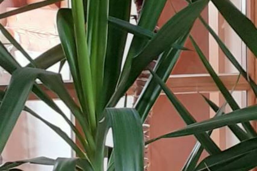 Große Yucca Palme - Bild 1