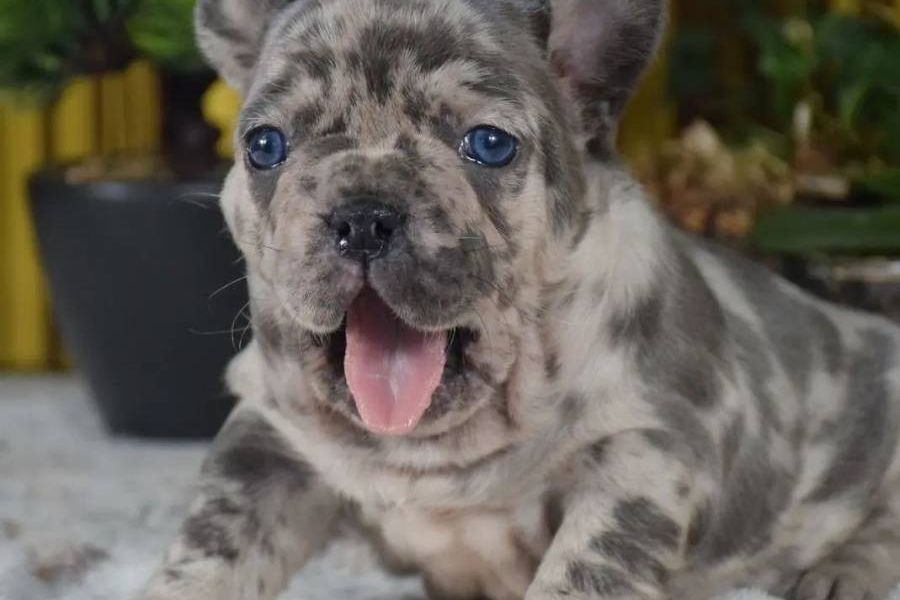 Cerco French bulldog da comprare - Bild 1