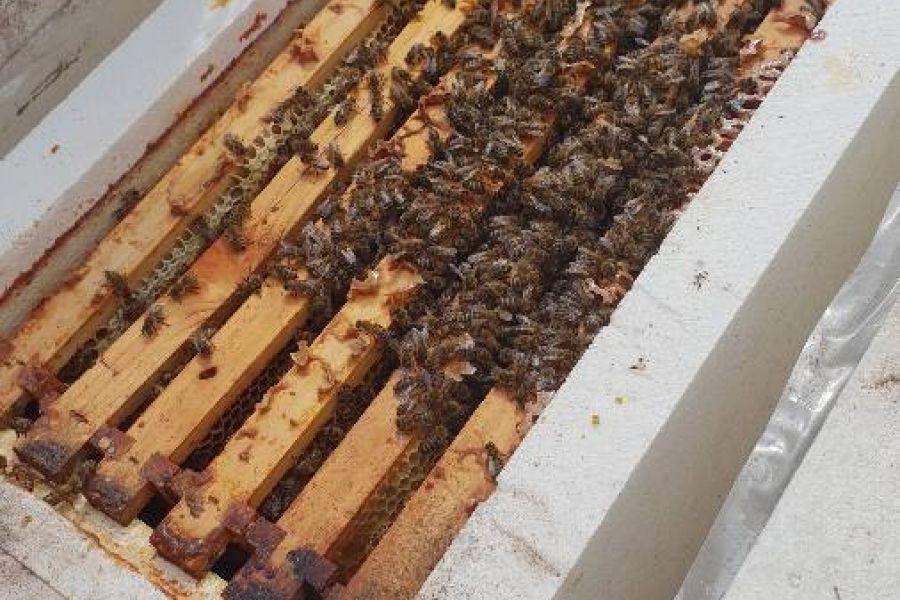 Carnica-Ableger starkes  Bienenvolk vom 2022 - Bild 1