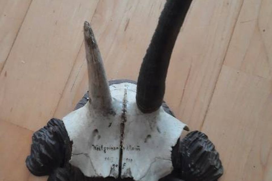 1 originelle Trophäe - Bild 1