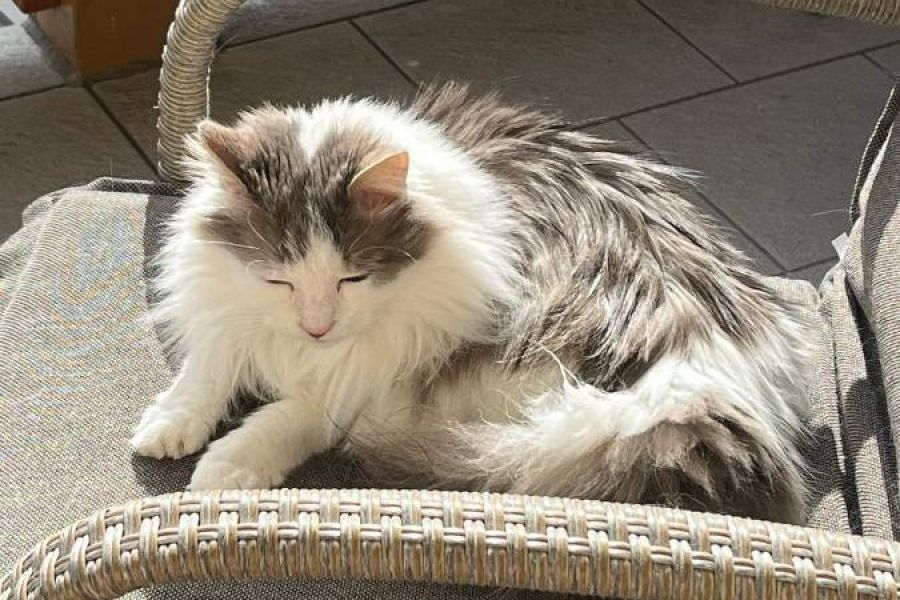 Langhaarkatze vermisst - Bild 1