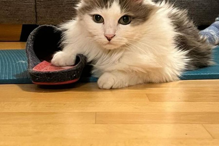 Langhaarkatze vermisst - Bild 2