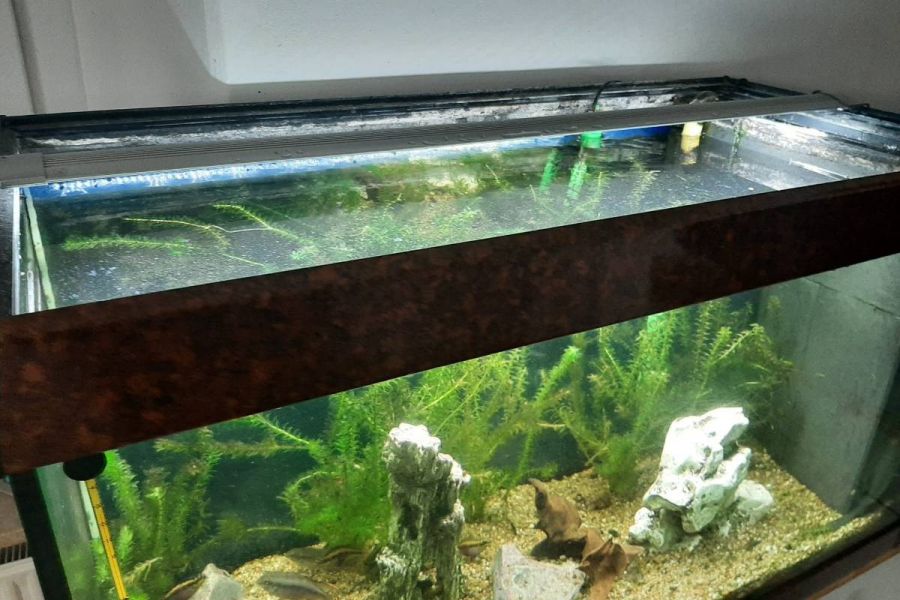 Komplettes Aquarium - Bild 1