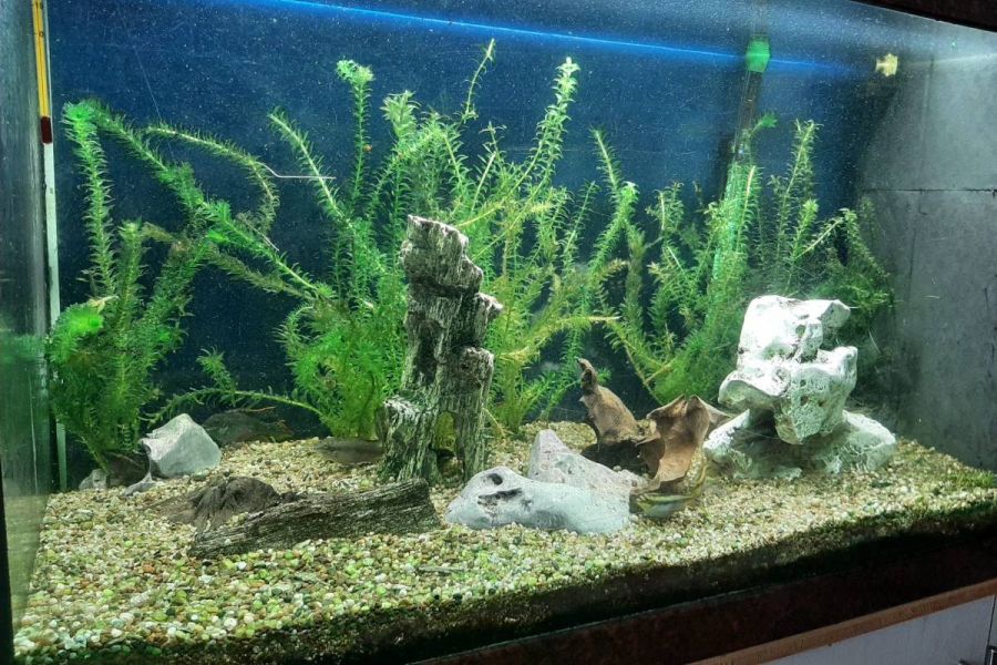 Komplettes Aquarium - Bild 2