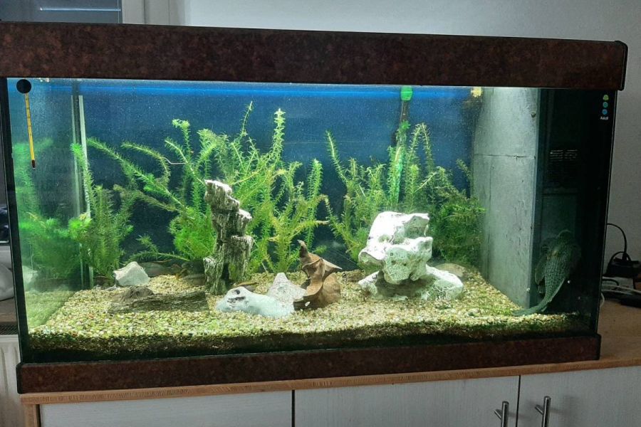 Komplettes Aquarium - Bild 3