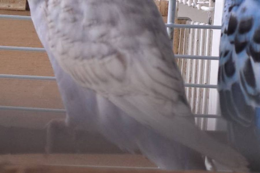 Wellensittich - Bild 1