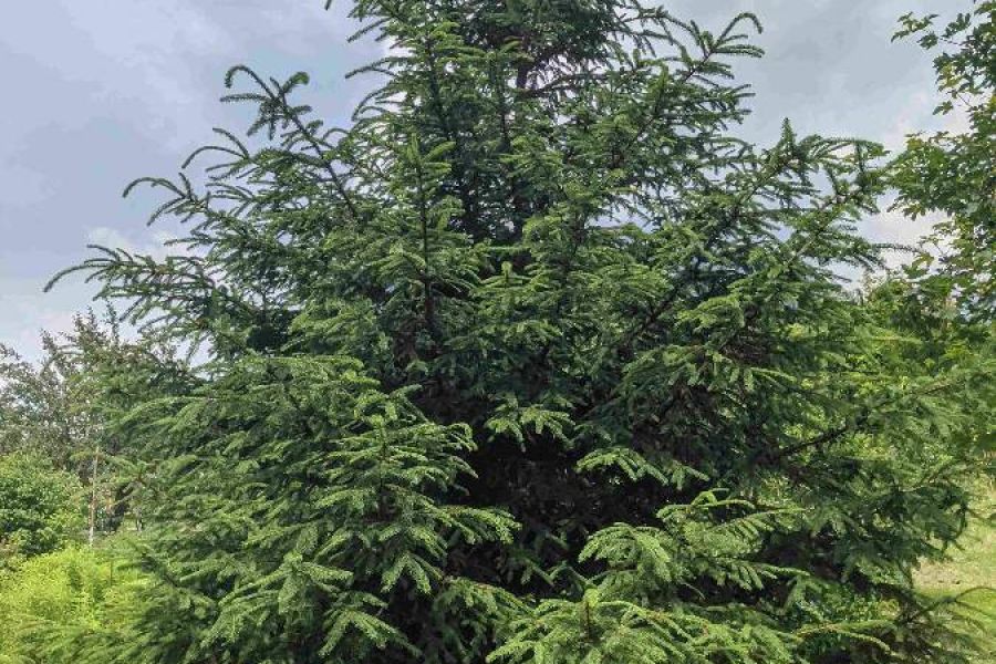 Christbaum Weihnachtsbaum ungespritzt aus eigenenen Garten - Bild 1