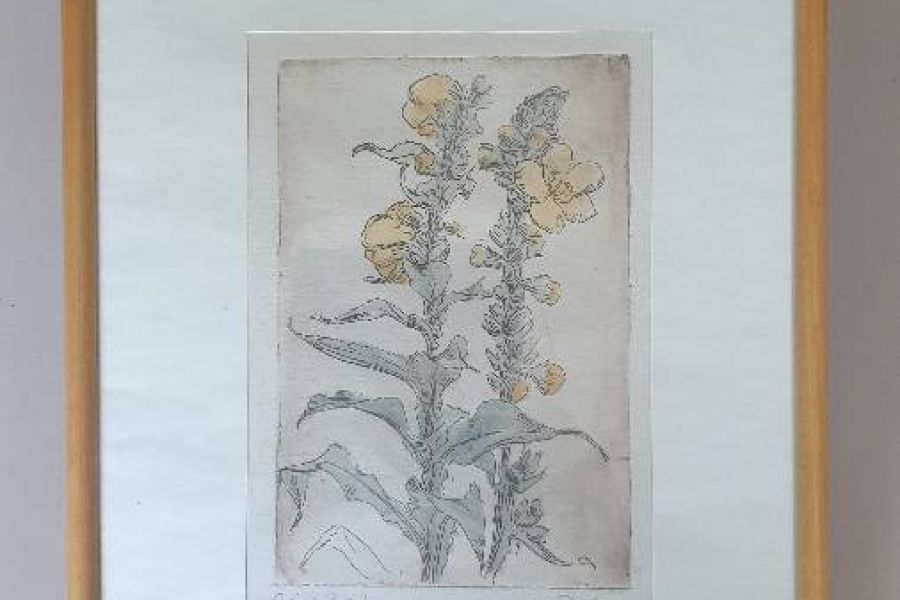 2 Farbradierungen Maria Delago Wiesenblumen - Bild 2