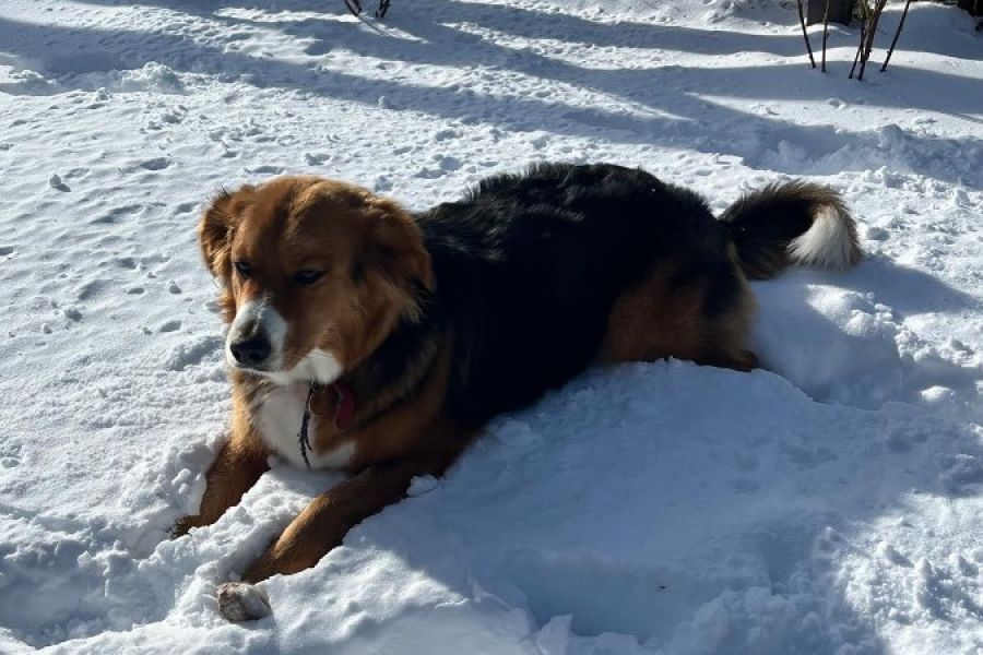 Suche Berner Sennen - Border Collie Mischling Welpe - Bild 2