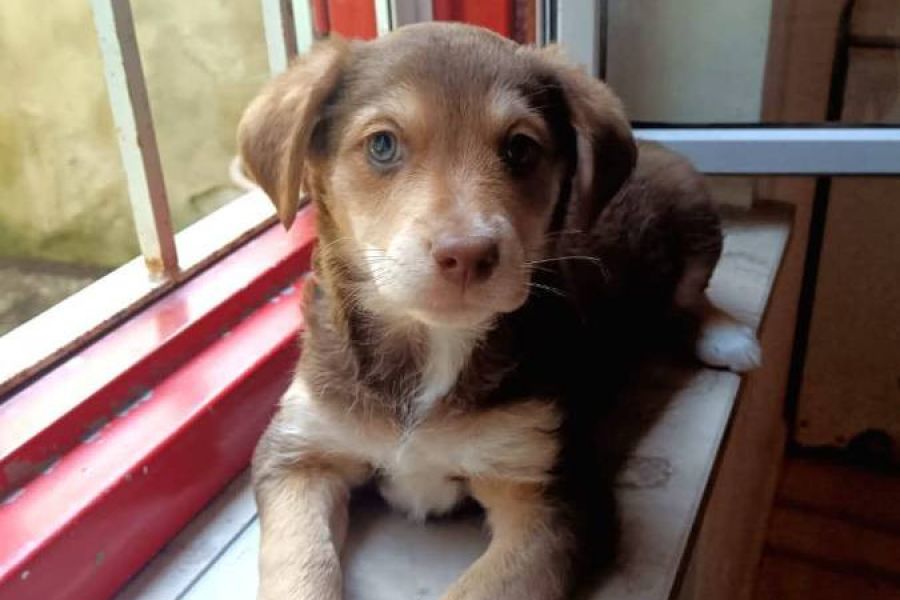 Hundewelpen - Bild 1