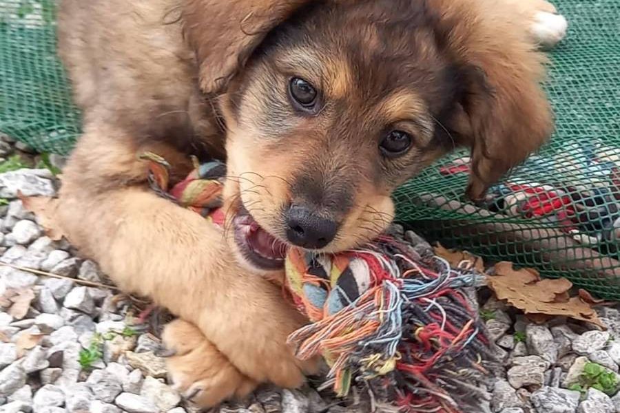 Hundewelpen - Bild 3