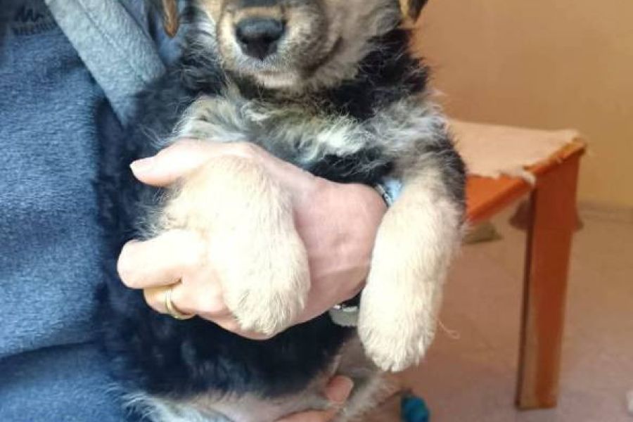 Hundewelpen - Bild 4