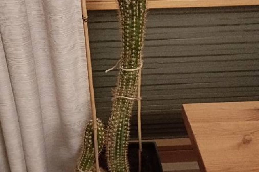 Kaktus Kaktee - Bild 1