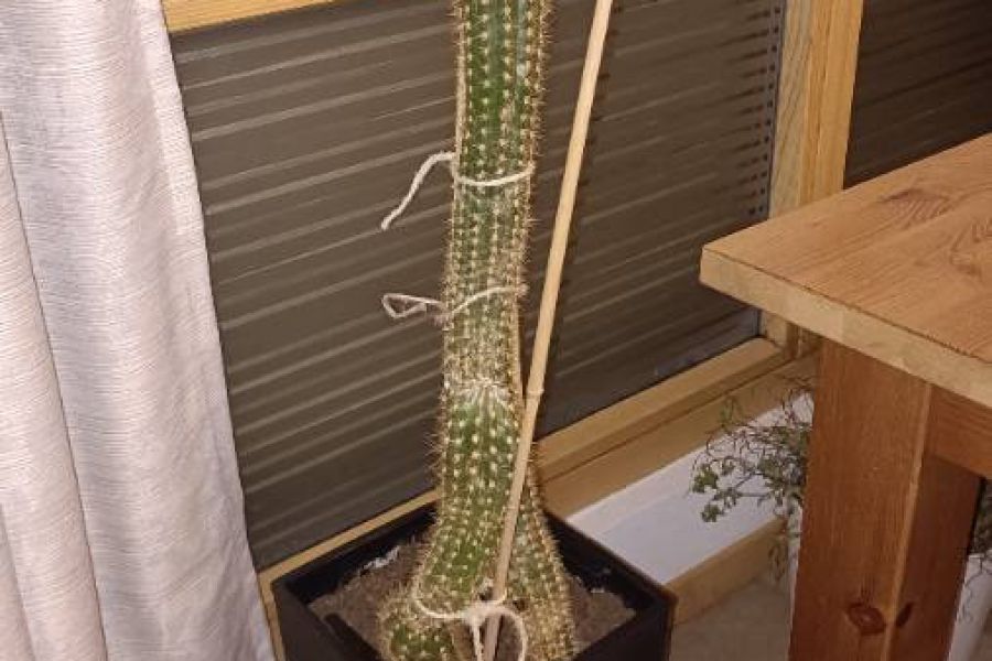 Kaktus Kaktee - Bild 2