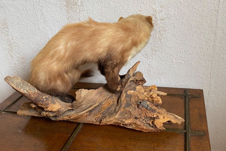 Tierpräparat Marder - Bild 4