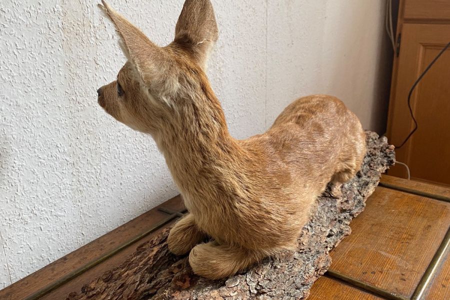 Tierpräparat Rehkitz - Bild 4