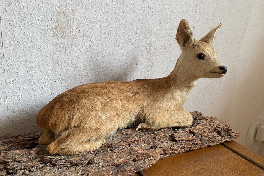 Tierpräparat Rehkitz - Bild 5