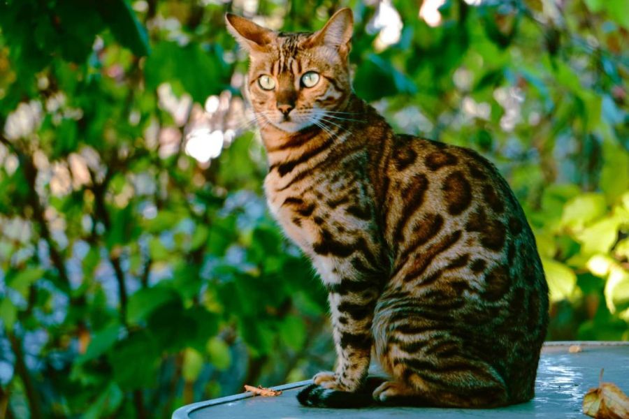 Suche Bengalkatze - Bild 1