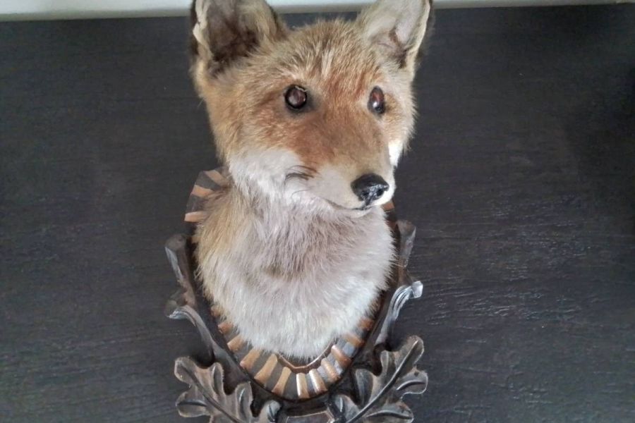 Trophäenbrett mit Fuchs - Bild 4