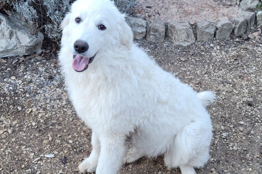 Maremmano Abruzzese Junghündinnen zu verschenken - Bild 2