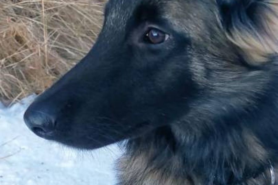 Belgischer Schäferhund Junghund 7.5 Monate - Bild 1