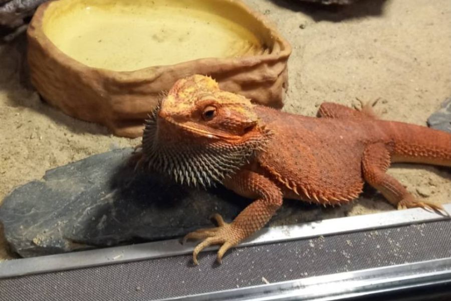 Männlicher roter Bartagame - Bild 1