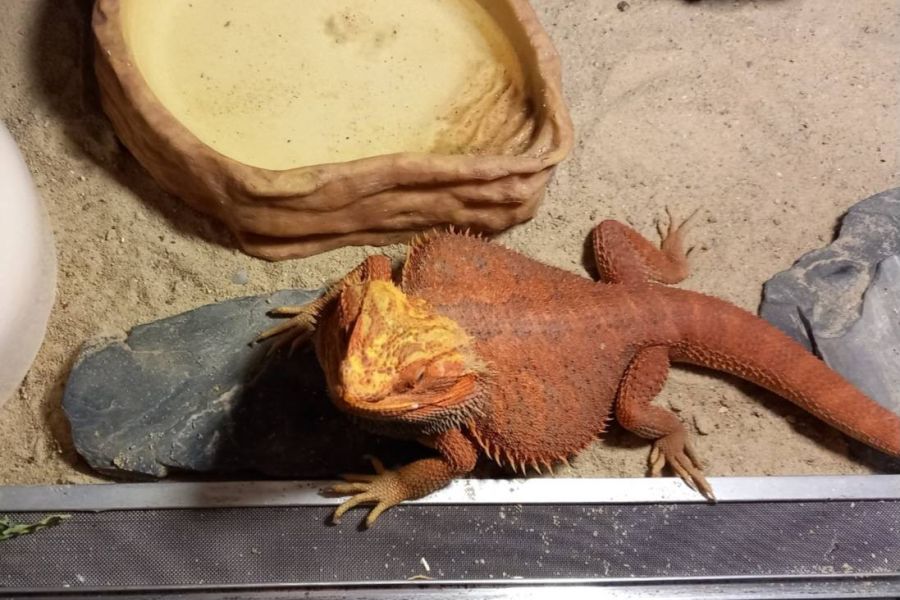 Männlicher roter Bartagame - Bild 2