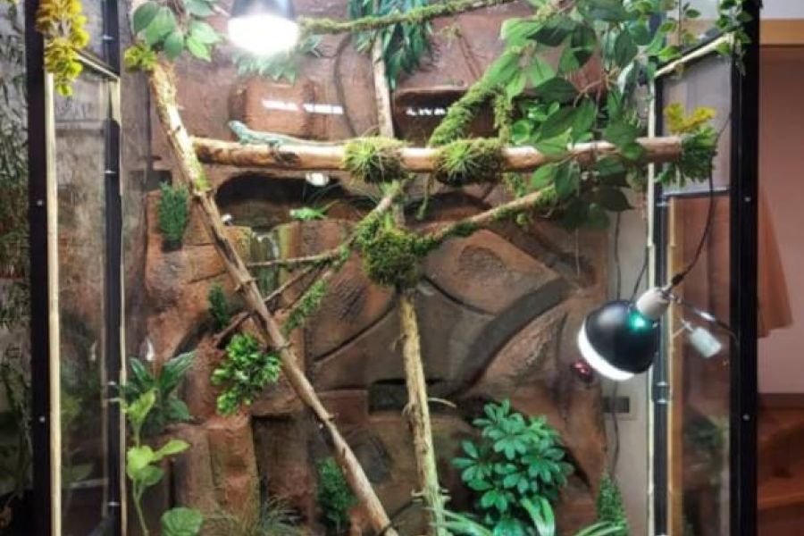 Großese Terrarium - Bild 1
