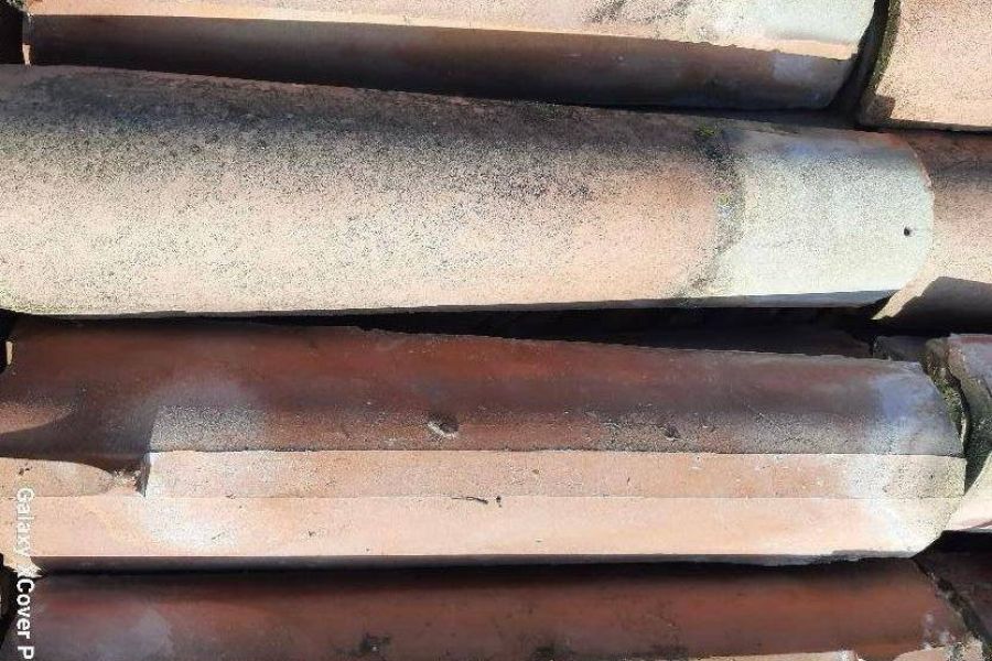 Mönch und Nonne Ziegen günstig abzugeben - Bild 2