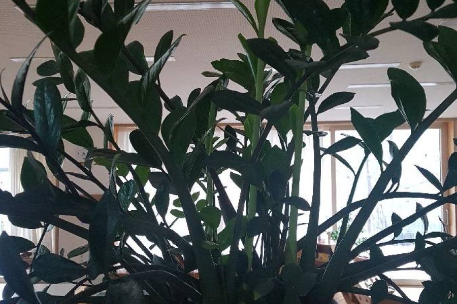 Zamioculcas Pflanze - Bild 2