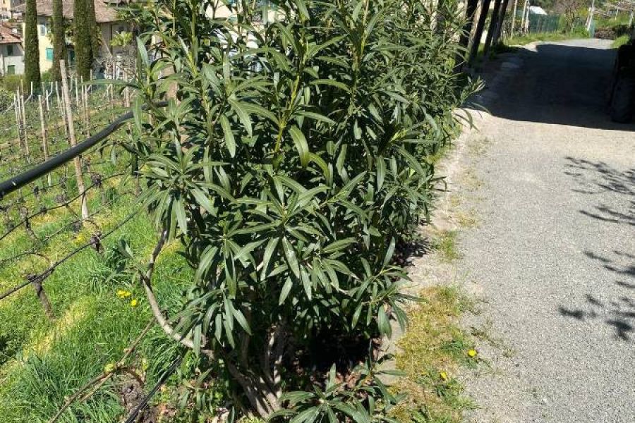Oleander zu Verkaufen - Bild 1
