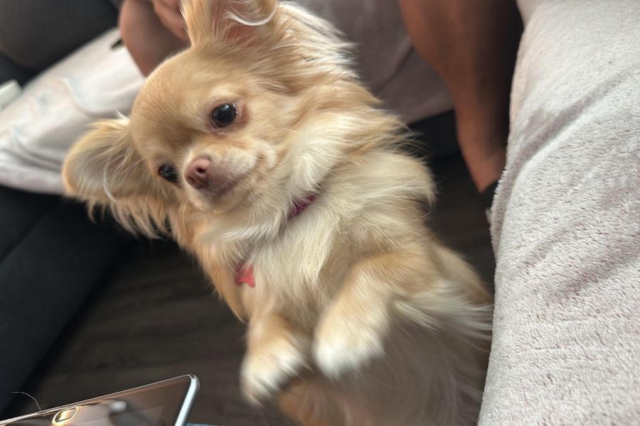 Chihuahua Mädchen reinrassig - Bild 2