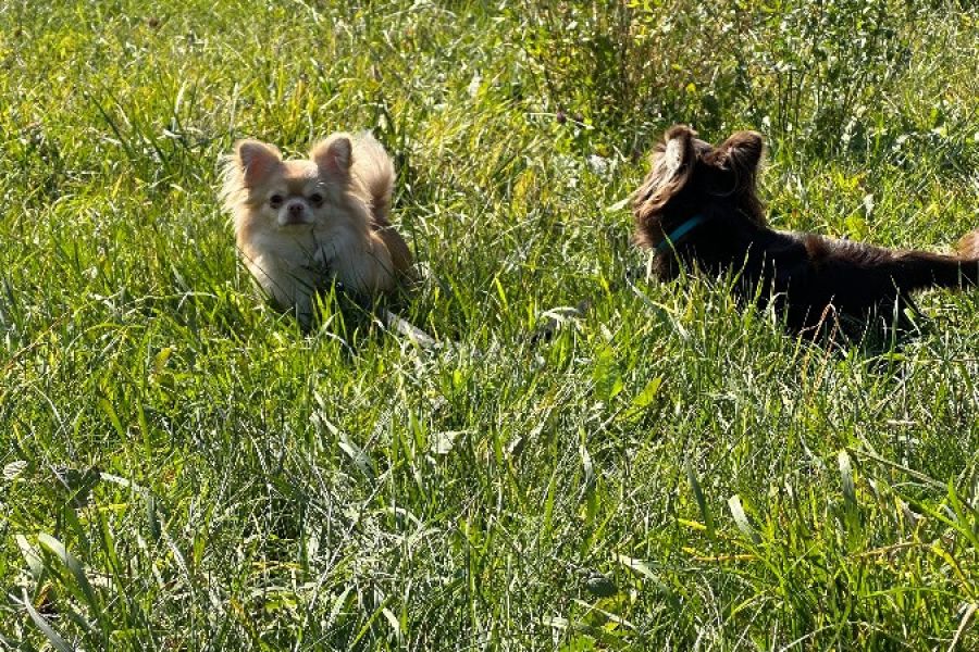 Chihuahua Mädchen reinrassig - Bild 3