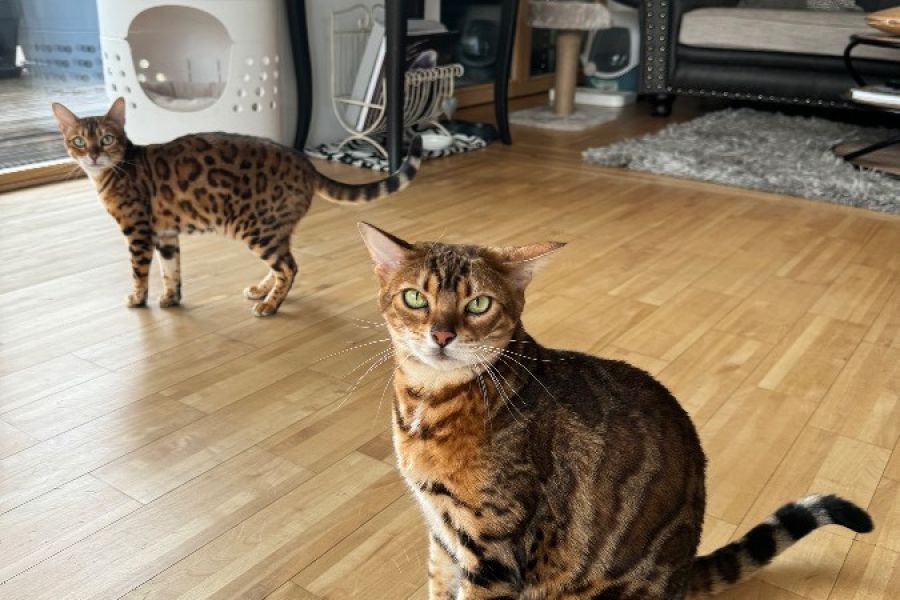 2 Bengalkatzen zu verschenken - Bild 1