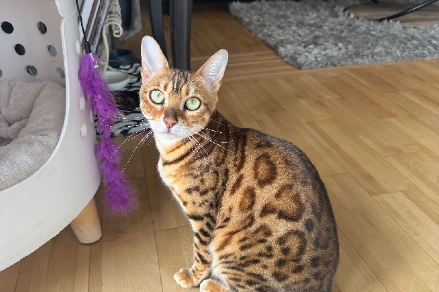 2 Bengalkatzen zu verschenken - Bild 2