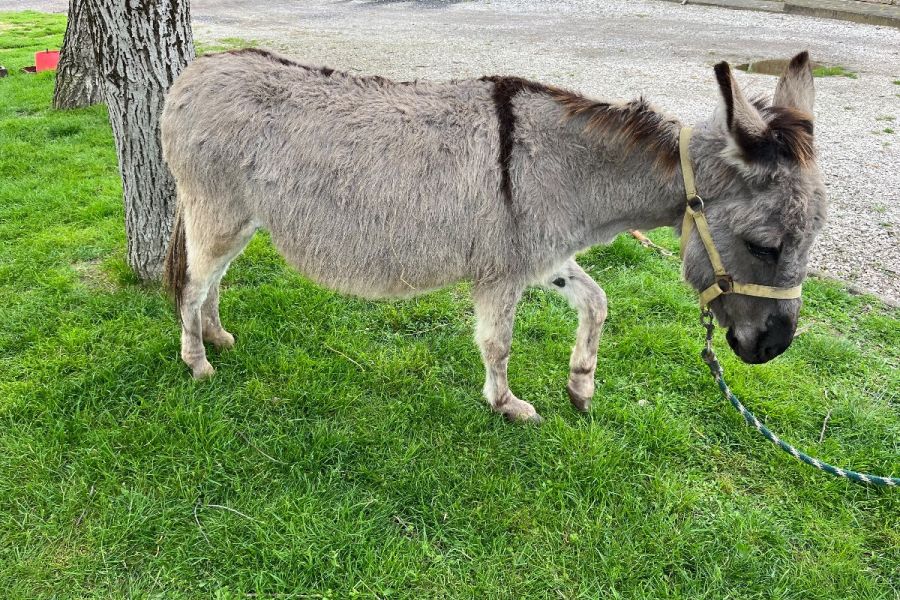 Esel Stute trachtig - Bild 3