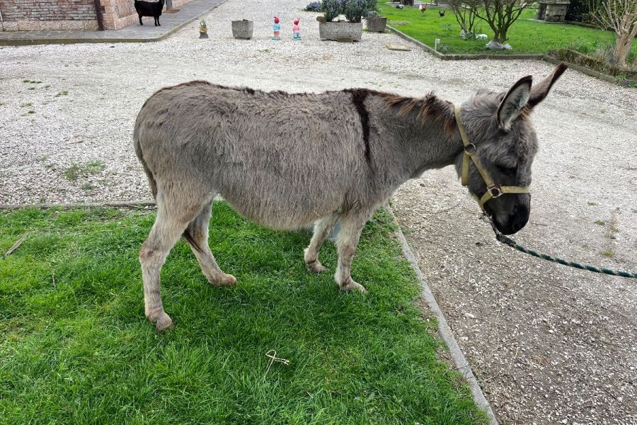 Esel Stute trachtig - Bild 4