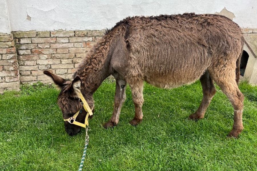 Eselstute mit papiere - Bild 1