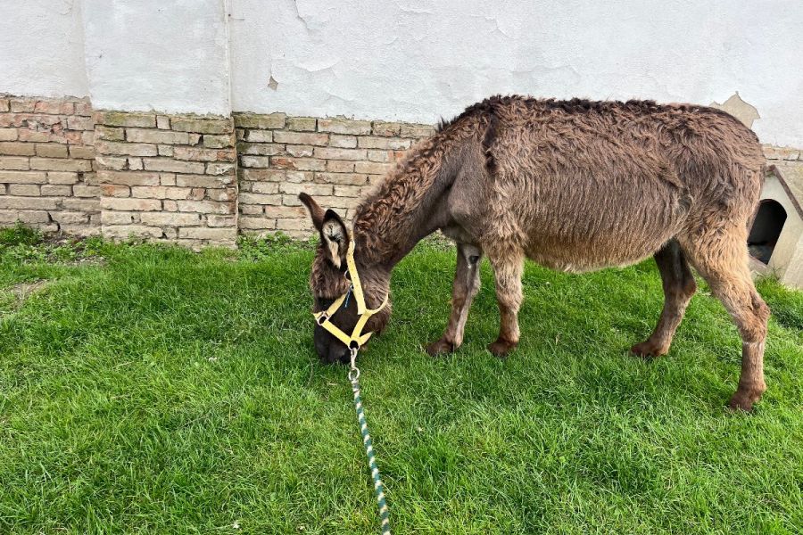 Eselstute mit papiere - Bild 3