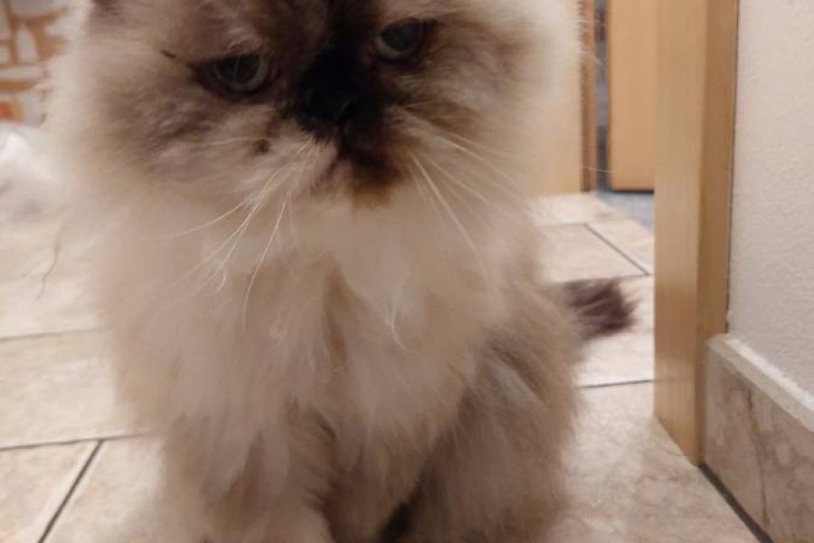 2 Perserkatzen umständehalber zu verschenken! Weiblich 17 und 18 Jahre - Bild 1