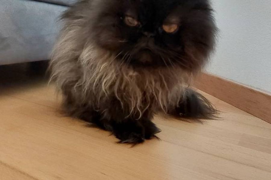 2 Perserkatzen umständehalber zu verschenken! Weiblich 17 und 18 Jahre - Bild 2