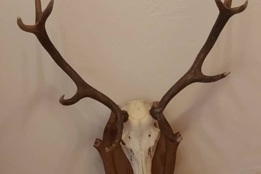 für Jagdliebhaber oder zur rustikalen Dekoration - Bild 2
