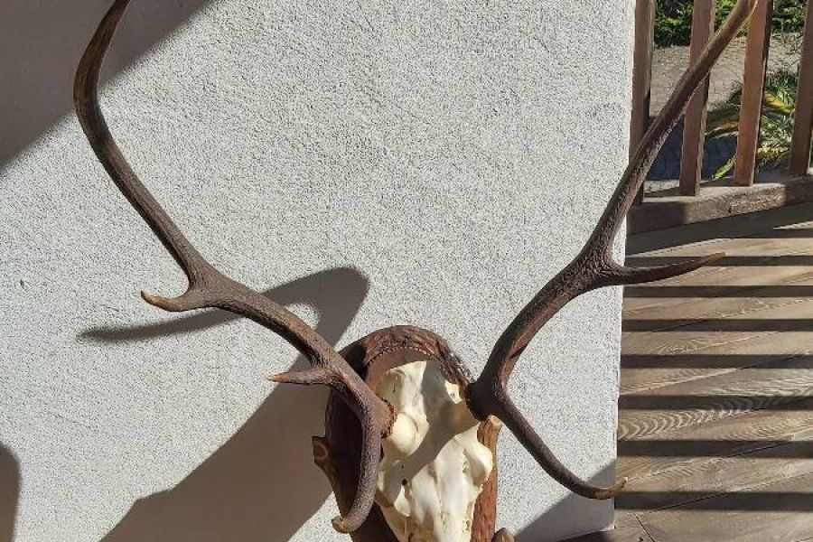 für Jagdliebhaber oder zur rustikalen Dekoration - Bild 3